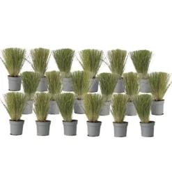 Online Fjädergräs - Set om 18 - Stipa tenuifolia 'Pony Tails' - Höjd 20-30cm - ⌀9cm Trädgårdsväxter