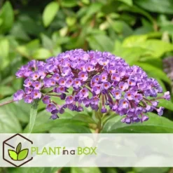Fjärilsbuske - Set om 3 - Buddleja davidii 'Nanho Blue' - Höjd 25-40cm - ⌀9cm