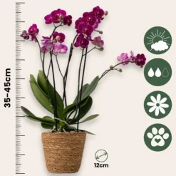 Fjärilsorkidé - Phalaenopsis Multiflora med korg - Höjd 35-45cm - ⌀12cm