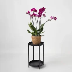 Fjärilsorkidé - Phalaenopsis Multiflora med korg - Höjd 35-45cm - ⌀12cm