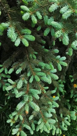 Hot Flerkomponent fjädergödsel för tuja och barrträd Emerald Complex 4kg Gödningsmedel