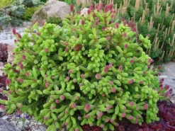 Hot Flerkomponent fjädergödsel för tuja och barrträd Emerald Complex 4kg Gödningsmedel