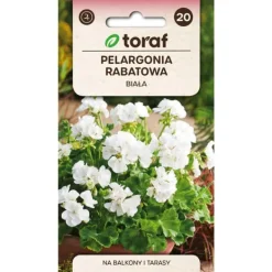 Frö till zonalpelargon vit – Praktfull blomning för krukor och rabatter