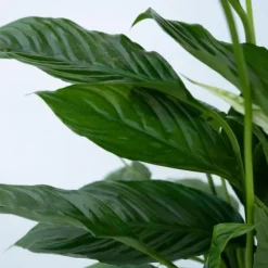 Online Fredskalla + Pokon - Set om 2 - Spathiphyllum 'Lima' - Höjd 60-75cm - ⌀17cm Krukväxter Inomhus