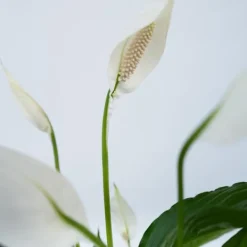 Fredskalla - Set om 2 - Spathiphyllum 'Lima' - Höjd 60-75cm - ⌀17cm