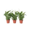Fredskalla - Set om 3 - Spathiphyllum 'Torelli' - Höjd 30-45cm - ⌀12cm Krukväxter Inomhus