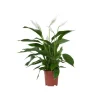 Fredskalla - Spathiphyllum 'Lima' - Höjd 60-75cm - ⌀17cm