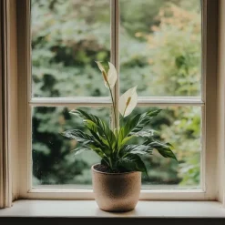 New Fredskalla - Spathiphyllum 'Torelli' - Höjd 30-45cm - ⌀12cm Krukväxter Inomhus