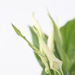 New Fredskalla - Spathiphyllum 'Torelli' - Höjd 30-45cm - ⌀12cm Krukväxter Inomhus