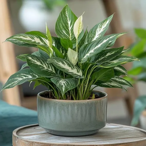Discount Fredskalla - Spathiphyllum 'Diamond' - Höjd 40-50cm - ⌀12cm Krukväxter Inomhus