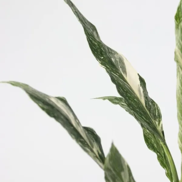 Discount Fredskalla - Spathiphyllum 'Diamond' - Höjd 40-50cm - ⌀12cm Krukväxter Inomhus
