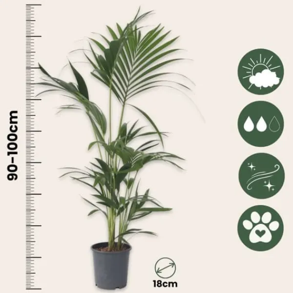 Outlet Förmakspalm - Howea forsteriana - Höjd 90-100cm - ⌀18cm Krukväxter Inomhus