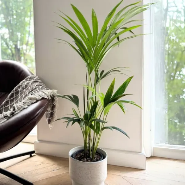 Outlet Förmakspalm - Howea forsteriana - Höjd 90-100cm - ⌀18cm Krukväxter Inomhus