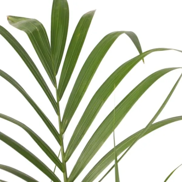 Outlet Förmakspalm - Howea forsteriana - Höjd 90-100cm - ⌀18cm Krukväxter Inomhus