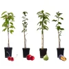 Discount Fruktträdsblandning - Set om 4 - Malus, Pryus, Prunus - Höjd 60-70cm - ⌀9cm Träd