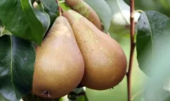 Discount Fruktträdsblandning - Set om 4 - Malus, Pryus, Prunus - Höjd 60-70cm - ⌀9cm Träd