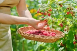 Gödselmedel för fruktträd och buskar Trädgård Start 2kg