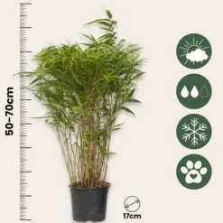 Glansbambu - Set om 6 - Fargesia nitida 'Gansu' - Höjd 50-70cm - ⌀17cm