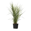 Hot Glansmiskantus - Miscanthus sinensis 'Zebrinus' - Höjd 20-30cm - ⌀23cm Trädgårdsväxter