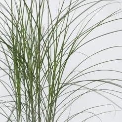 Online Glansmiskantus - Miscanthus sinensis 'Kleine Silberspinne - Höjd 20-30cm - ⌀23cm Trädgårdsväxter