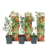 Outlet Goji bär - Set om 3 - Lycium barbarum - Höjd 25-40cm - ⌀9cm Buskar