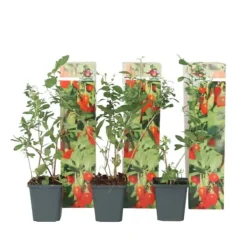 Outlet Goji bär - Set om 3 - Lycium barbarum - Höjd 25-40cm - ⌀9cm Buskar