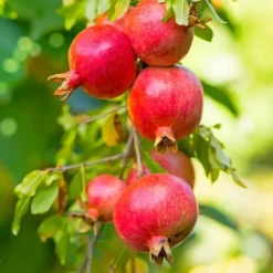 Granatäpple - Set om 6 - Punica granatum - Höjd 25-40cm - ⌀9cm