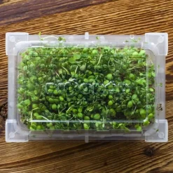 Clearance Gröna groddar med Rädisafrön Kit För Växt- & Örtplantering