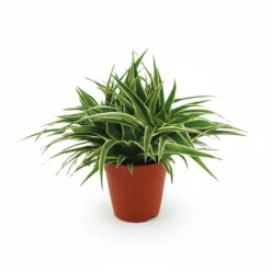 Clearance Grönlilja i Kruka Ø15 cm, Höjd ca 25 cm Krukväxter Inomhus