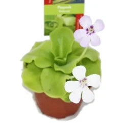 Gräset - Pinguicula - överraskningssort - kruka 9cm Krukväxter Inomhus