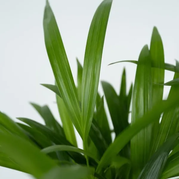Guldpalm - Dypsis lutescens - Höjd 100-120cm - ⌀21cm