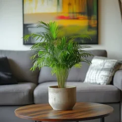 Guldpalm - Dypsis lutescens - Höjd 30-45cm - Pot 12cm