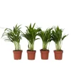 New Guldpalm - Set om 4 - Dypsis lutescens - Höjd 30-45cm - ⌀12cm Krukväxter Inomhus