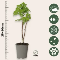 Outlet Hallonväxt - Set om 6 - Rubus idaeus 'Fallgold' - Höjd 25-40cm - ⌀9cm Buskar