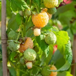 Outlet Hallonväxt - Set om 6 - Rubus idaeus 'Fallgold' - Höjd 25-40cm - ⌀9cm Buskar