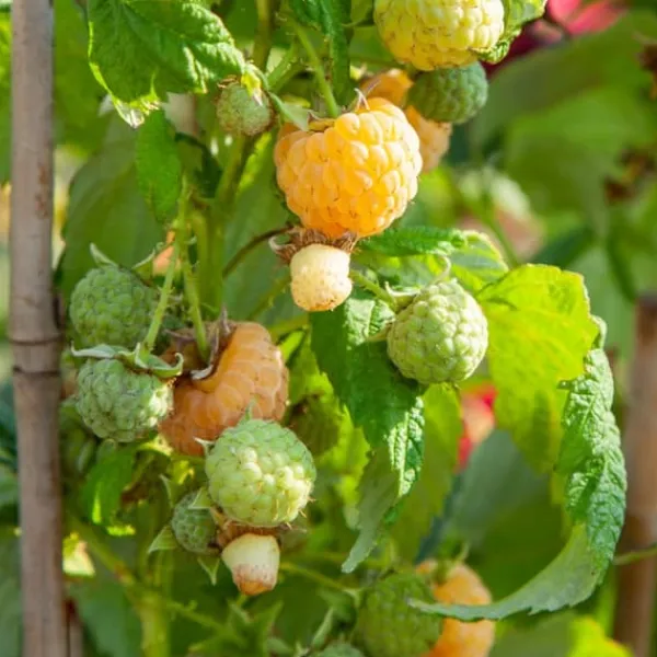Outlet Hallonväxt - Set om 6 - Rubus idaeus 'Fallgold' - Höjd 25-40cm - ⌀9cm Buskar