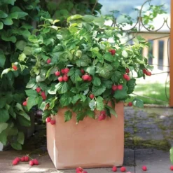 Hallonväxt - Set om 3 - Rubus ideaus 'Autumn Bliss' - Höjd 25-40cm - ⌀9cm