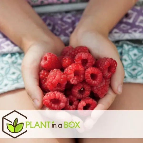 Hallonväxt - Set om 3 - Rubus ideaus 'Autumn Bliss' - Höjd 25-40cm - ⌀9cm