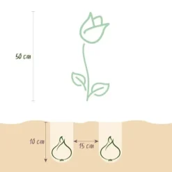 Discount Hjärta av exotism blomsterlökar - Tulpaner Tulipa Triumph White - vit (15 stycken) diameter 11-12cm Blommor