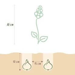 New Hjärtat av exotism lökblommor - Muscari Armeniacum druvhyacint (50 stycken) diameter 8-9cm Blommor