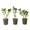 Honungsbär - Set om 3 - Lonicera kamtchatica - Höjd 25-40cm - ⌀9cm