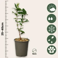 Outlet Honungsbär - Set om 6 - Lonicera kamtchatica - Höjd 25-40cm - ⌀9cm Buskar