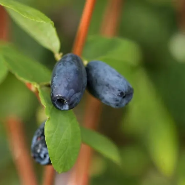Outlet Honungsbär - Set om 6 - Lonicera kamtchatica - Höjd 25-40cm - ⌀9cm Buskar