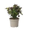 New Hortensia - Hydrangea paniculata 'Dare Devil' - Höjd 25-40cm - ⌀19cm Krukväxter Inomhus