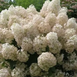 Hortensia - Hydrangea paniculata 'Bobo' - Höjd 25-40cm - ⌀19cm