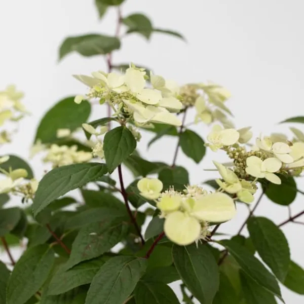 Hortensia - Hydrangea paniculata 'Wim's Red' - Höjd 25-40cm - ⌀19cm