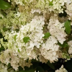 Hot Hortensia - Set om 2 - Hydrangea paniculata 'Confetti' - Höjd 25-40cm - ⌀19cm Buskar