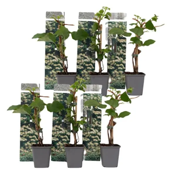 Hortensia - Set om 6 - Hydrangea anomale petiolaris - Höjd 25-40cm - ⌀9cm