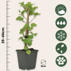 Hortensia - Set om 6 - Hydrangea anomale petiolaris - Höjd 25-40cm - ⌀9cm