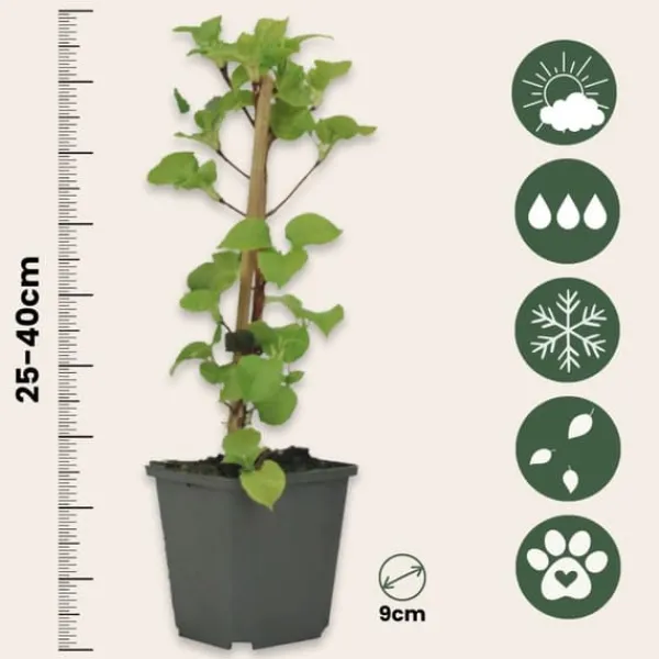 Hortensia - Set om 6 - Hydrangea anomale petiolaris - Höjd 25-40cm - ⌀9cm